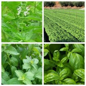 Phụ Kiện, Vật Tư Thủy Canh Chất Lượng #1 TP.HCM 4 hat-giong-trong-rau-thuy-canh