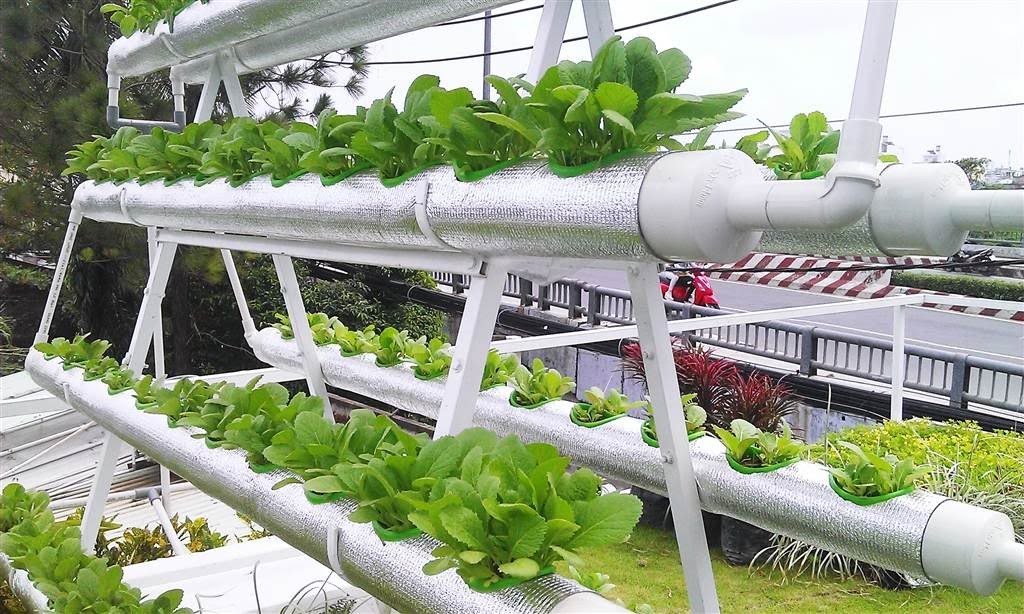 Hướng dẫn cách trồng rau bằng ống nhựa pvc  Hoa Cúc Xanh