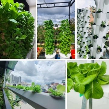 Dịch vụ thiết kế  thi công mô hình trồng rau thuỷ canh tại nhà
