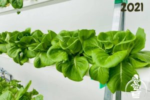 dai-nghia-trong-rau-thuy-canh